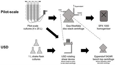 Downstream Processing of Chlamydomonas reinhardtii TN72 for Recombinant Protein Recovery